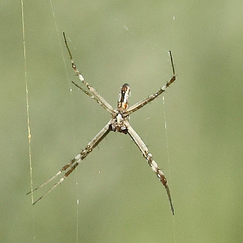 _17C1667 Argiope australis male.JPG